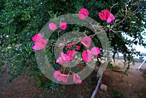 Buganvilla pink flowers photo