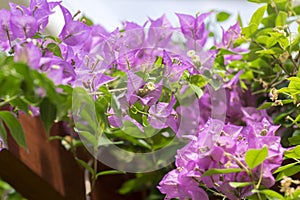 Buganvilla, bugambilia shrub branches in bloom, purple violet flowering ornamental flowers photo