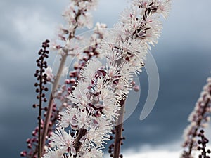 Bugbane (Cimicifuga simplex) \'Atropurpurea\' blooming with dense spikes of small, fragrant, white flowers