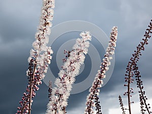 Bugbane (Cimicifuga simplex) \'Atropurpurea\' blooming with dense spikes of white flowers