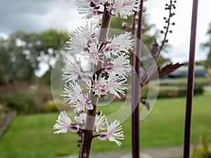 Bugbane (Cimicifuga simplex) \'Atropurpurea\' blooming with dense spikes of white flowers in early