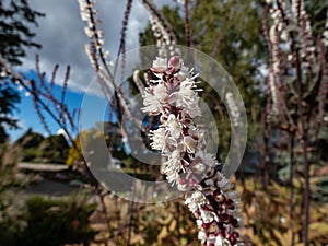 Bugbane (Cimicifuga simplex) \'Atropurpurea\' blooming with spikes of small, fragrant, white flowers in early