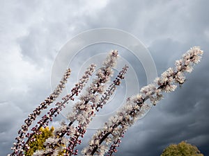 Bugbane (Cimicifuga simplex) \'Atropurpurea\' blooming with spikes of small, fragrant, white flowers in early