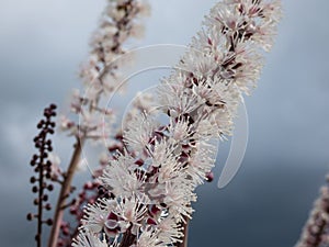 Bugbane (Cimicifuga simplex) \'Atropurpurea\' blooming with white flowers