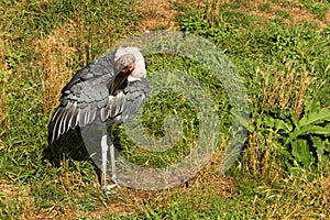 Bugeranus carunculatus