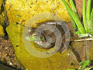 Bugged Eyed Bullfrog