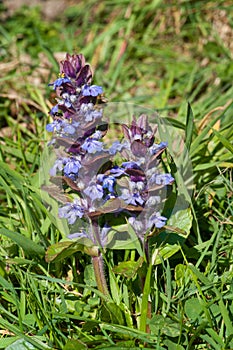 Bugle (Ajuga reptans)