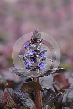 Bugle Atropurpurea