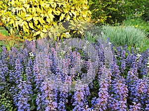 Bugle, blue bugle, bugleherb, bugleweed, carpetweed, carpet bugleweed