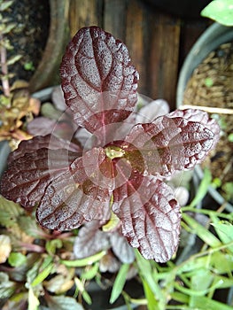 Bugle is native to Europe and invasive in parts of North America