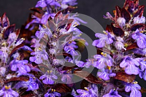 Purple Bugleweed Flower Bunch