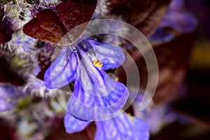 Bugleweed Blossoms Yellow Anthers 03