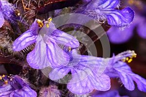 Bugleweed Flower Blossoms Pair 03