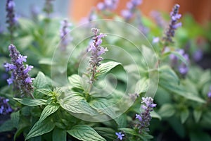 bugleweed plant with purple flowers thriving in shade