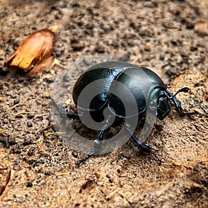 Buglife in the nature