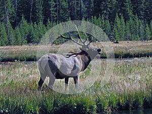 Bugling Bull Elk photo
