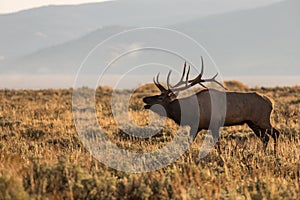 Bugling Bull Elk