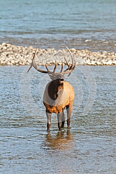 Bugling bull elk, cervus canadensis photo