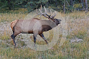 Bugling bull elk, cervus canadensis photo