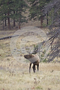 Bugling Bull Elk in Meadow