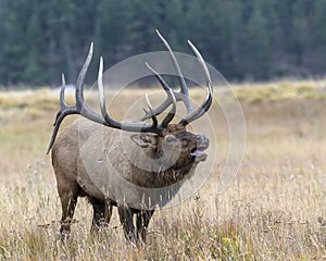 Bugling Bull Elk in the Rocky Mountains
