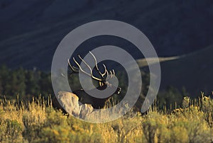 Bugling Bull Elk in Sage