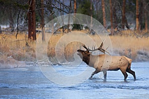 Bugling Bull in Madison River photo