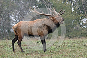 Bugling Elk