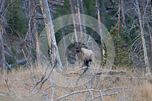 Bugling Elk