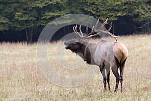 Bugling Elk