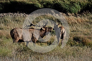 Bugling Elk