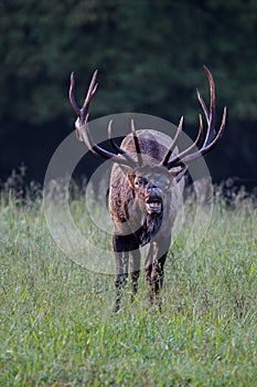 Bugling elk in Cataloochee state park in North Carolina