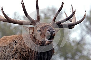 Bugling Elk Close Up