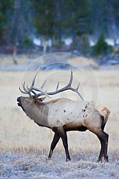 Bugling Elk in Frosty Meadow photo