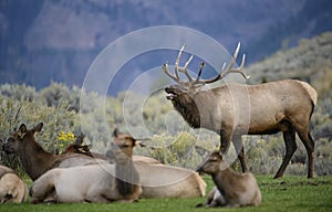 Bugling elk and harem