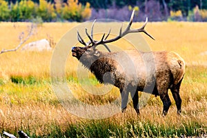 Bugling Elk photo