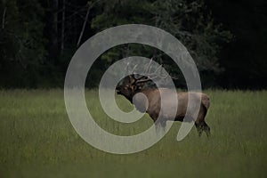 Bugling Elk In Meadow With Muted Colors