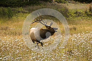 Bugling Elk in the Rocky Mountains