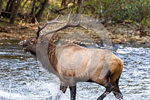 Bugling Elk Splashes Through River