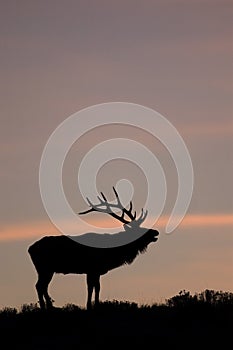 Bugling Elk in Yellowstone National Park, Wyoming. photo