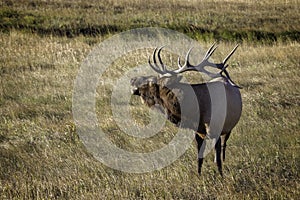 Bugling Male Elk during the Rut in Rocky Mountain National Park