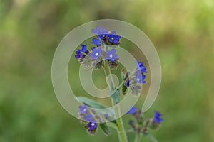 Bugloss, a bristly plant of the borage family, with bright blue flowers