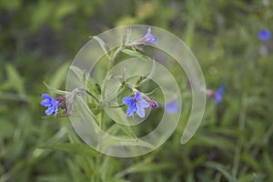 Buglossoides purpurocaeruleum in bloom