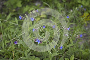 Buglossoides purpurocaeruleum in bloom