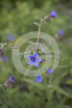 Buglossoides purpurocaeruleum in bloom