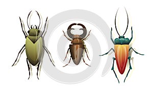 Bugs and Beetle as Coleoptera Insects with Elytra Vector Set