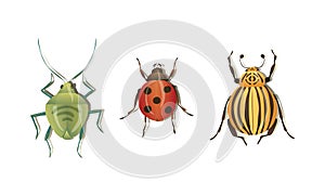 Bugs and Beetle as Coleoptera Insects with Elytra Vector Set