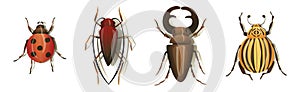 Bugs and Beetle as Coleoptera Insects with Elytra Vector Set