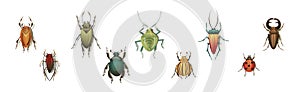 Bugs and Beetle as Coleoptera Insects with Elytra Vector Set