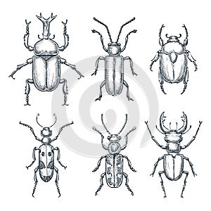 Bugs and beetles set. Vector sketch hand drawn illustration. Insects collection isolated on white background